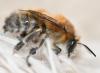 Anthophora plumipes